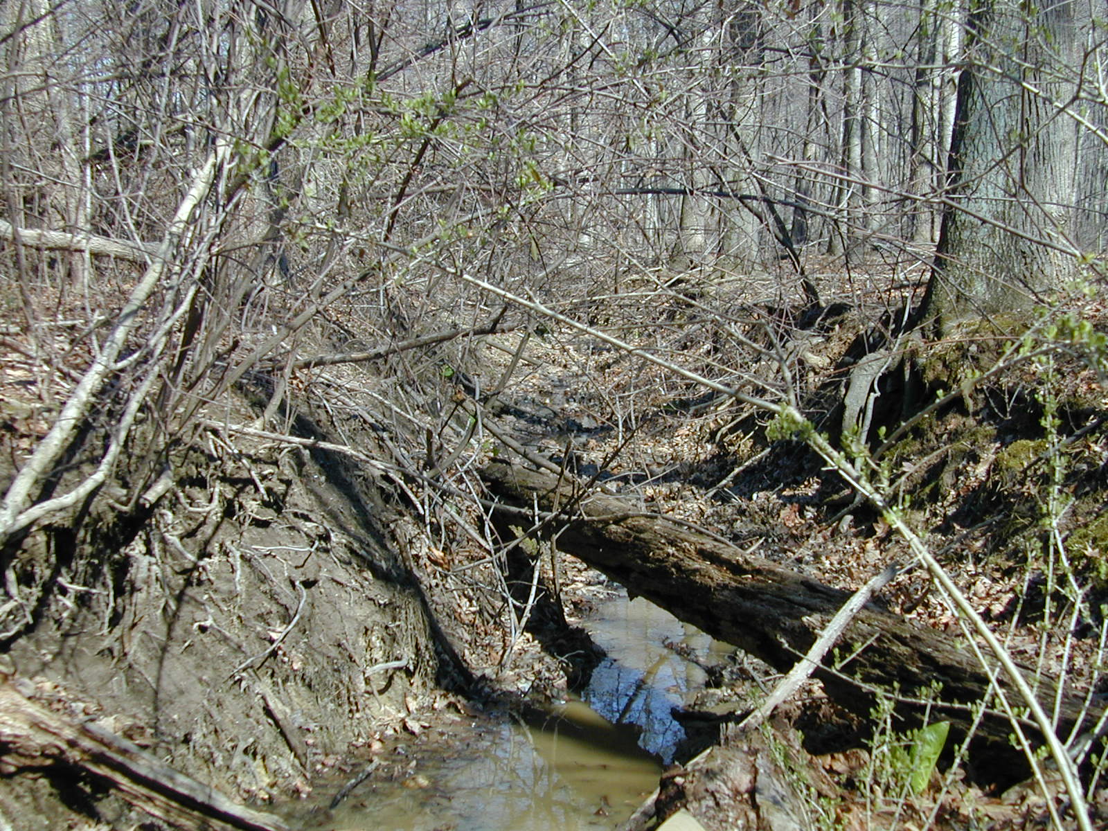 Field photo showing stream conditions at site JONE-107-R-2002-481