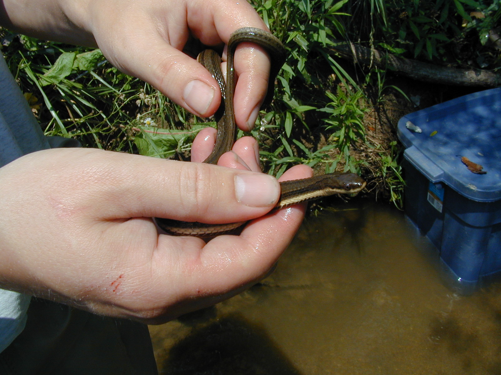 Field photo showing stream conditions at site JONE-109-R-2002-550