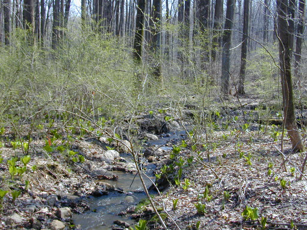 Field photo showing stream conditions at site JONE-109-S-2000-01