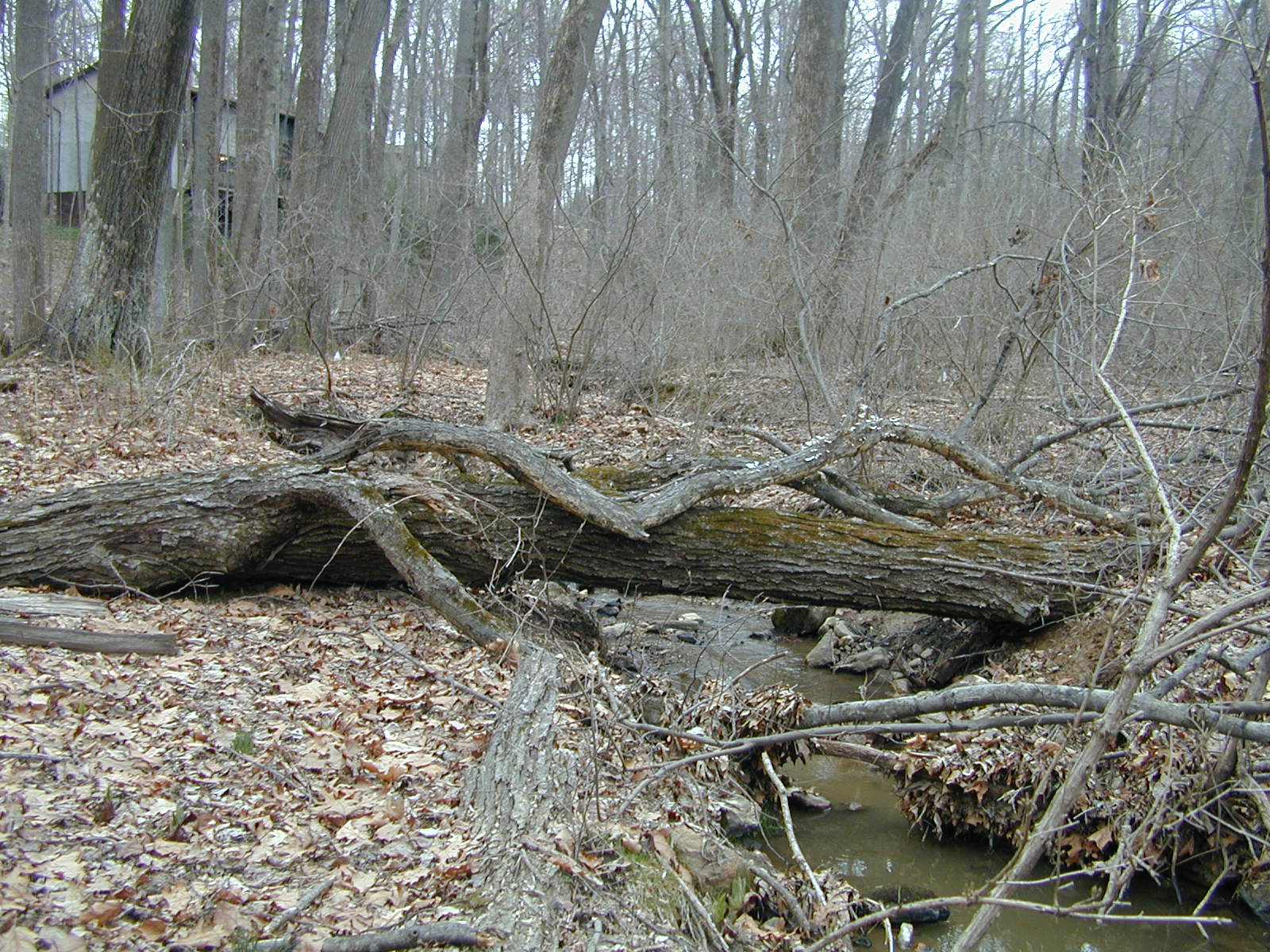 Field photo showing stream conditions at site JONE-109-S-2001-1