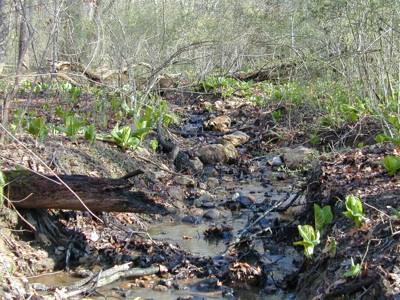 Field photo showing stream conditions at site JONE-109-S-2002-473