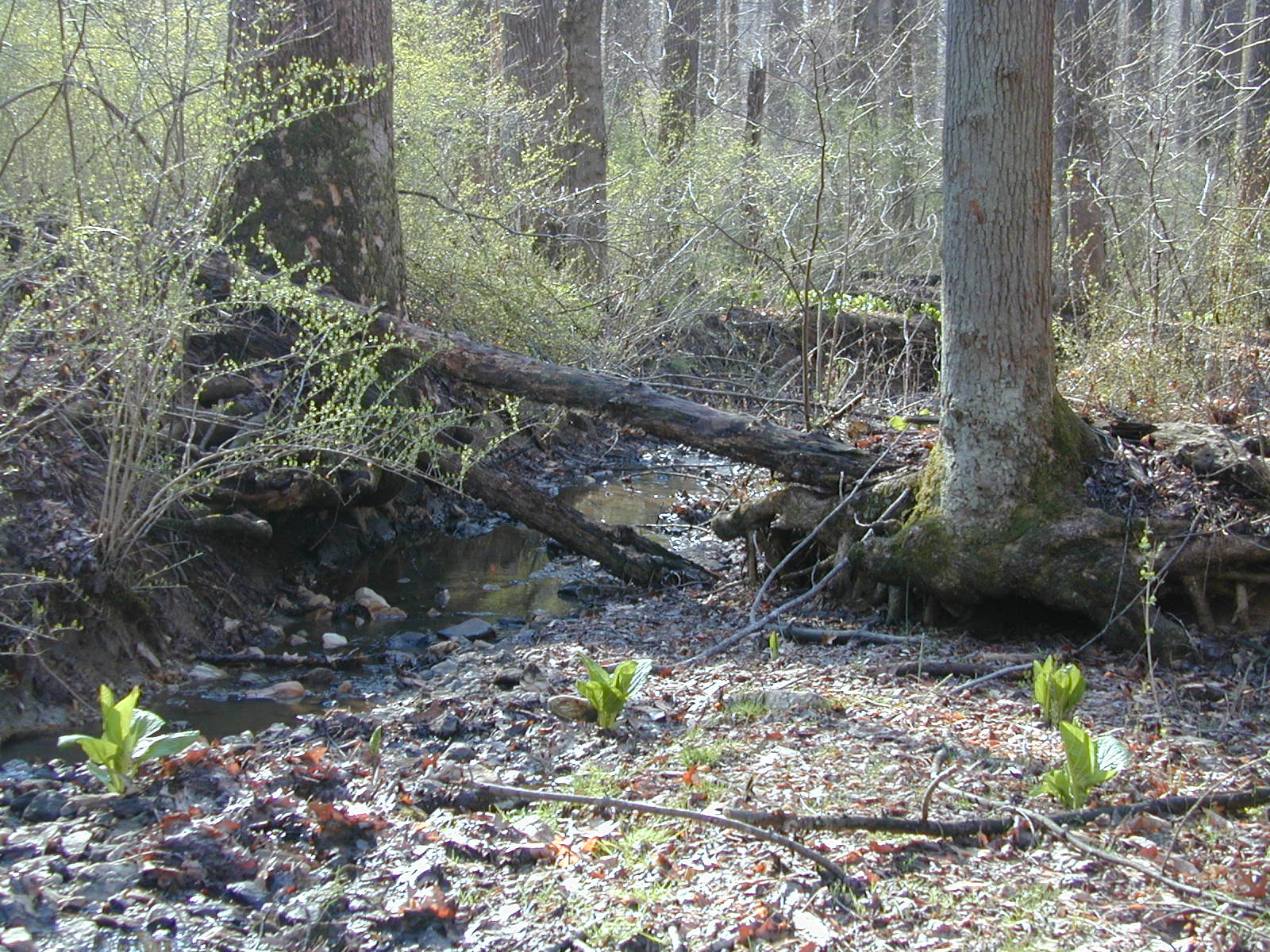 Field photo showing stream conditions at site JONE-109-S-2002-474