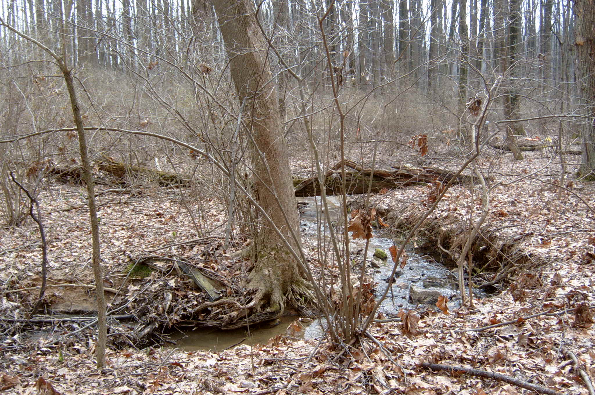 Field photo showing stream conditions at site JONE-109-S-2004-132