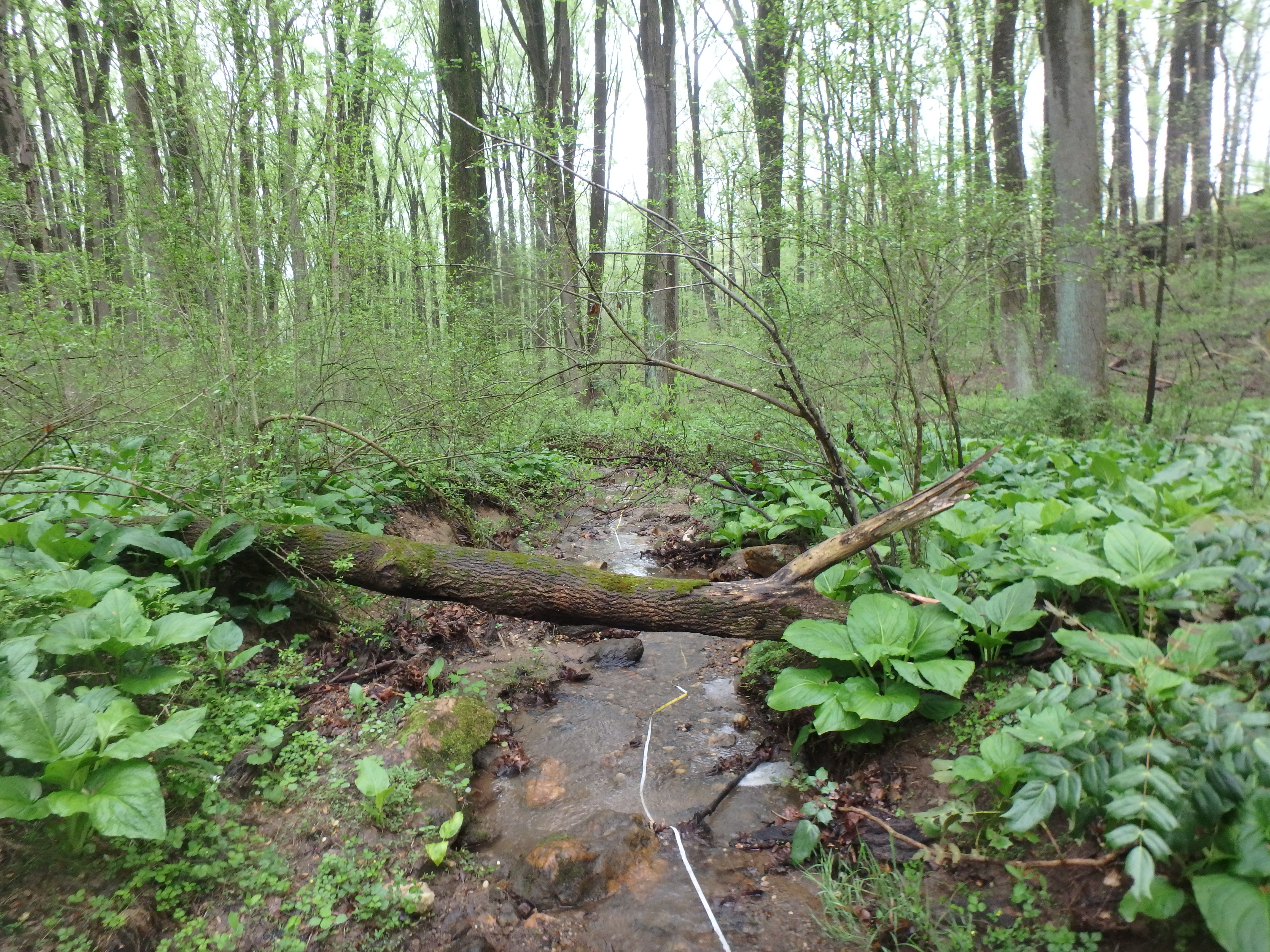 Field photo showing stream conditions at site JONE-109-S-2017-MidpointLookingDownstream