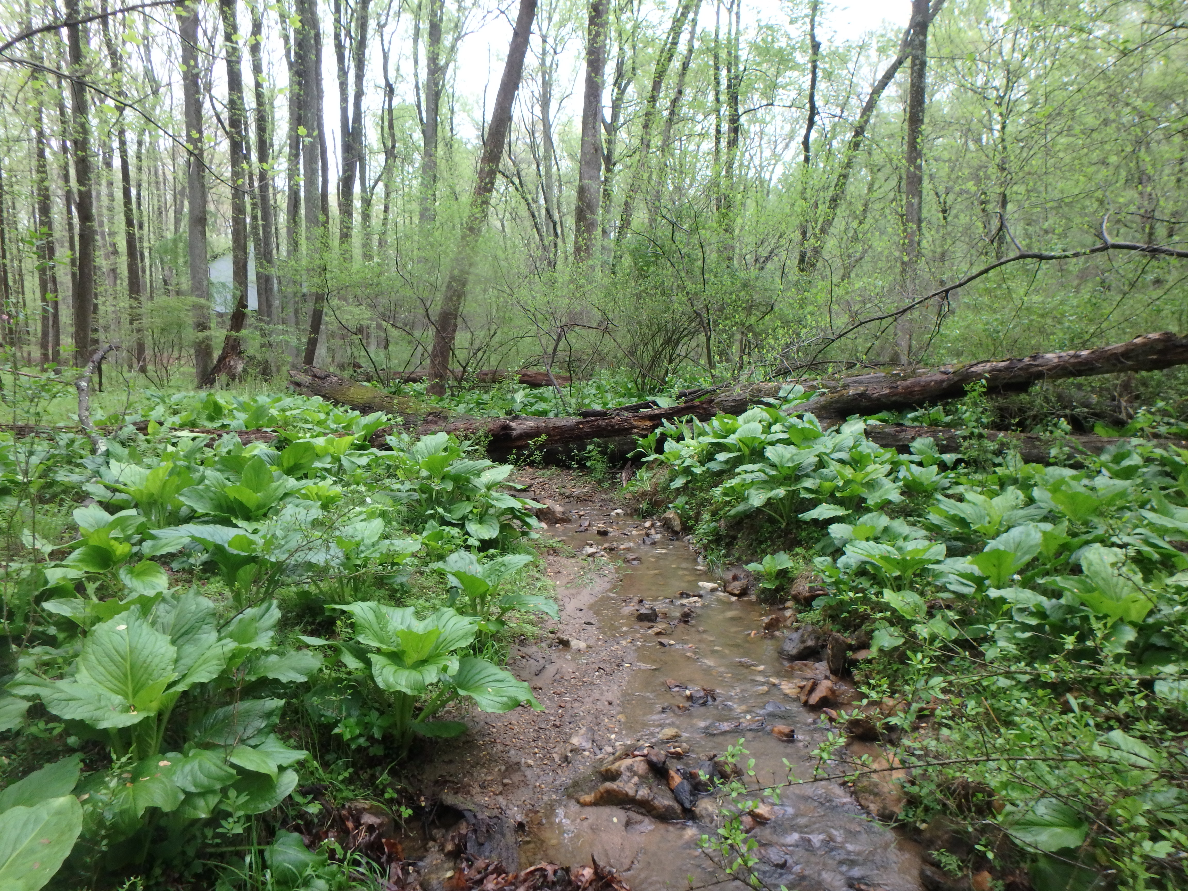 Field photo showing stream conditions at site JONE-109-S-2017-MidpointLookingUpstream