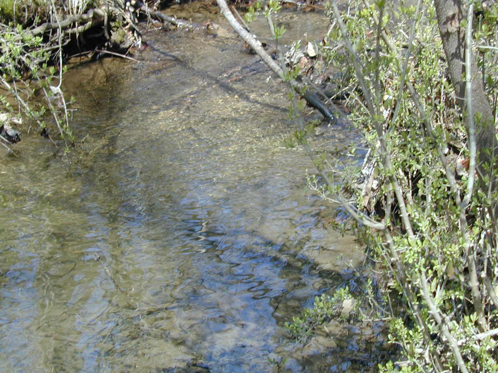 Field photo showing stream conditions at site JONE-204-R-2002-475