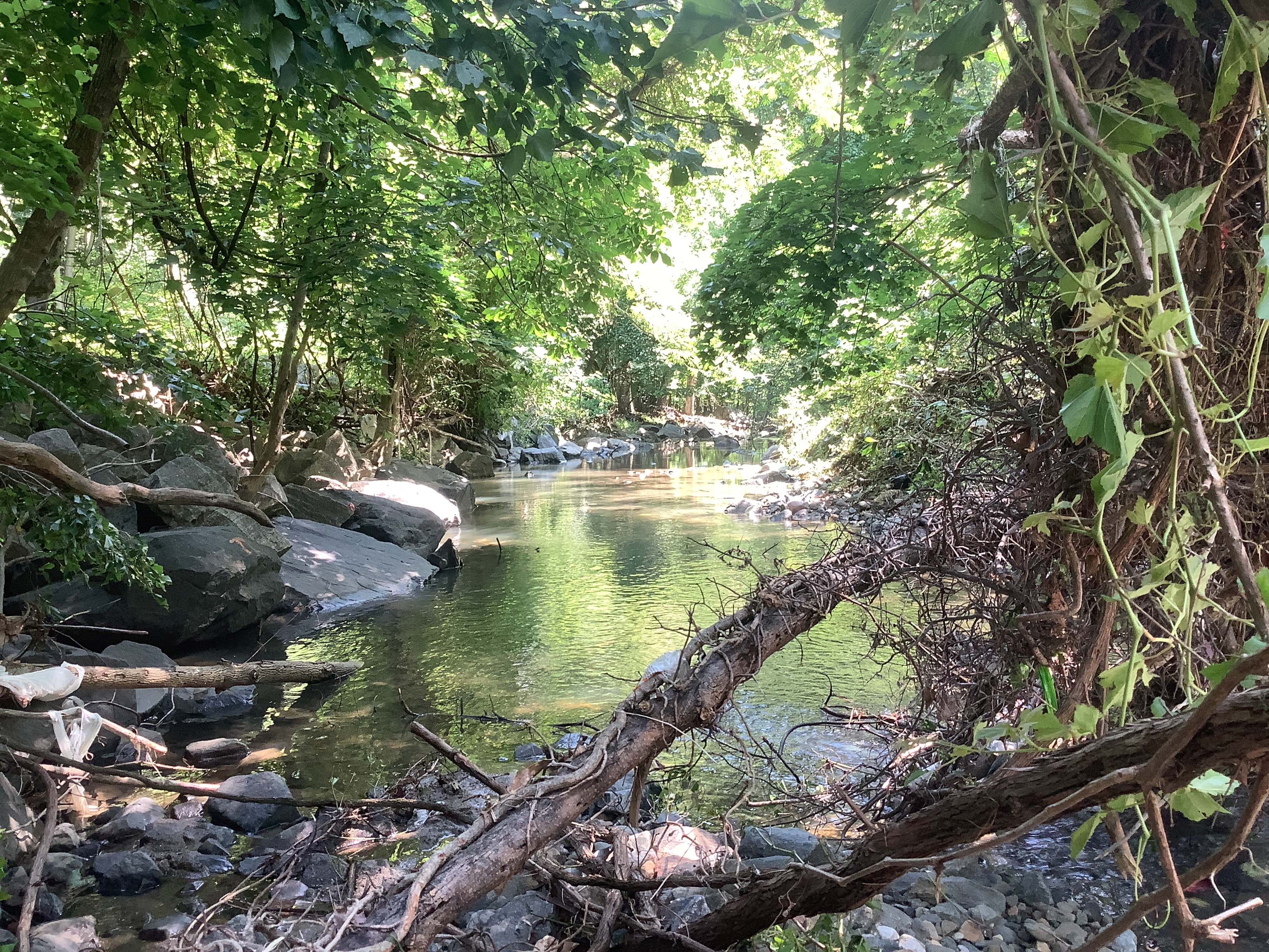 Field photo showing stream conditions at site JONE-220-R-2023_Midpoint_facing_downstream