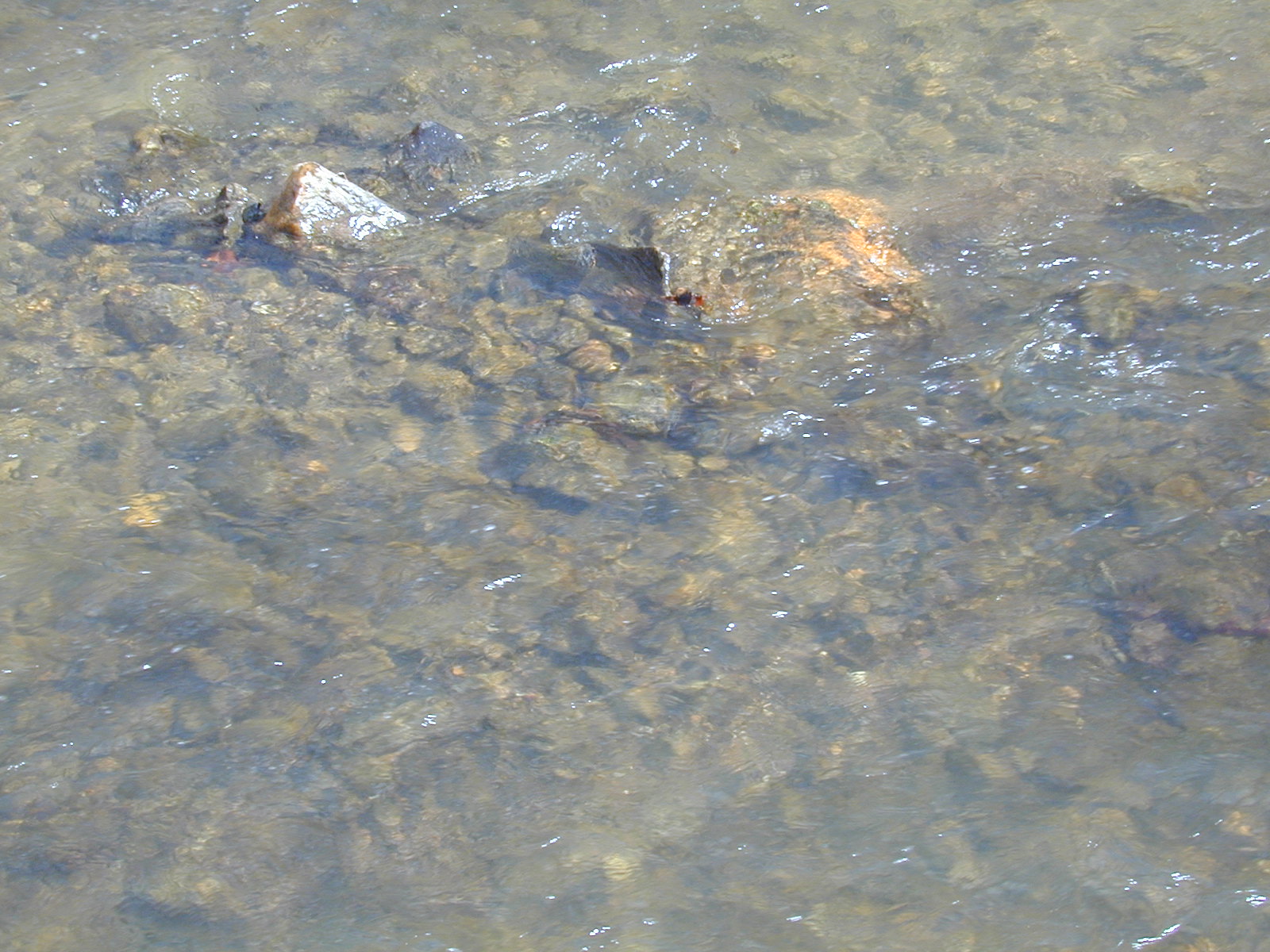 Field photo showing stream conditions at site JONE-315-S-2003-1