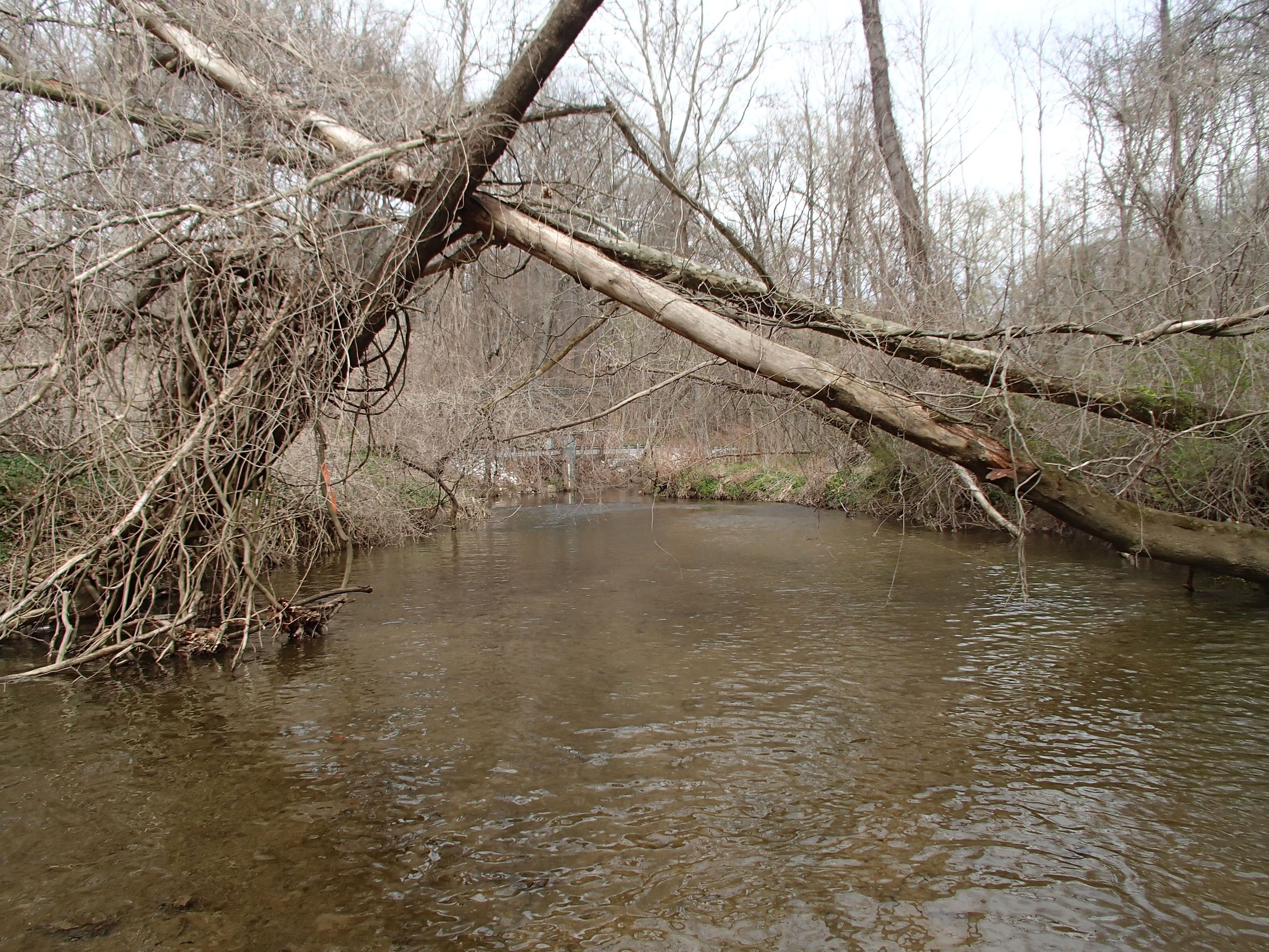 Field photo showing stream conditions at site JONE-321-R-2015_Midpoint-looking-upstream
