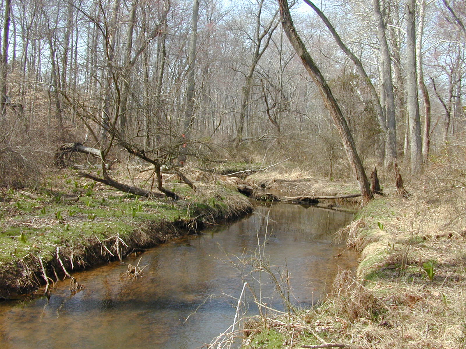 Field photo showing stream conditions at site LANG-101-R-2002-1