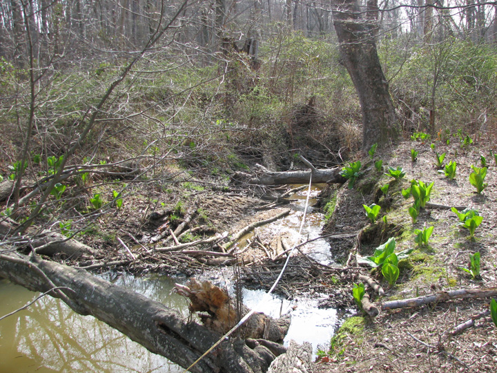 Field photo showing stream conditions at site LANG-102-B-2007-2