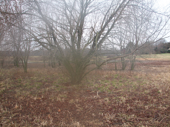 Field photo showing stream conditions at site LANG-103-R-2008-1