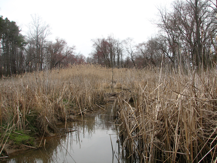 Field photo showing stream conditions at site LANG-104-R-2008-1