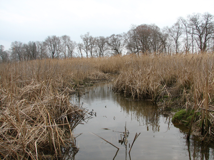 Field photo showing stream conditions at site LANG-104-R-2008-2