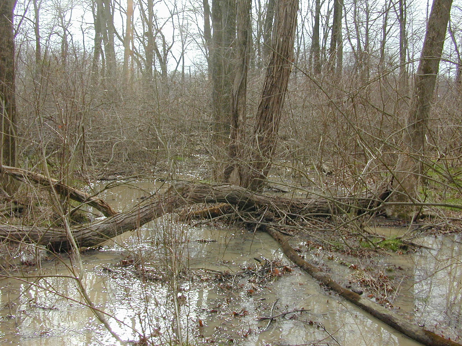 Field photo showing stream conditions at site LANG-108-R-2002-1
