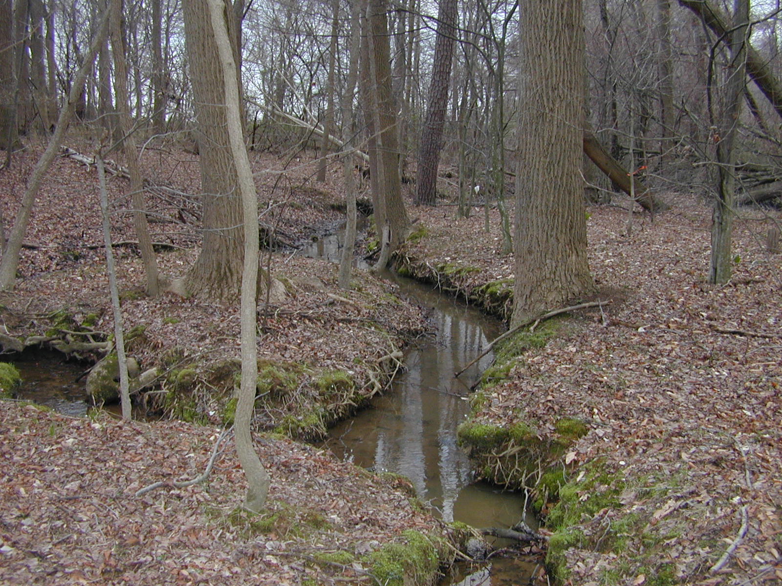 Field photo showing stream conditions at site LANG-115-R-2002-1