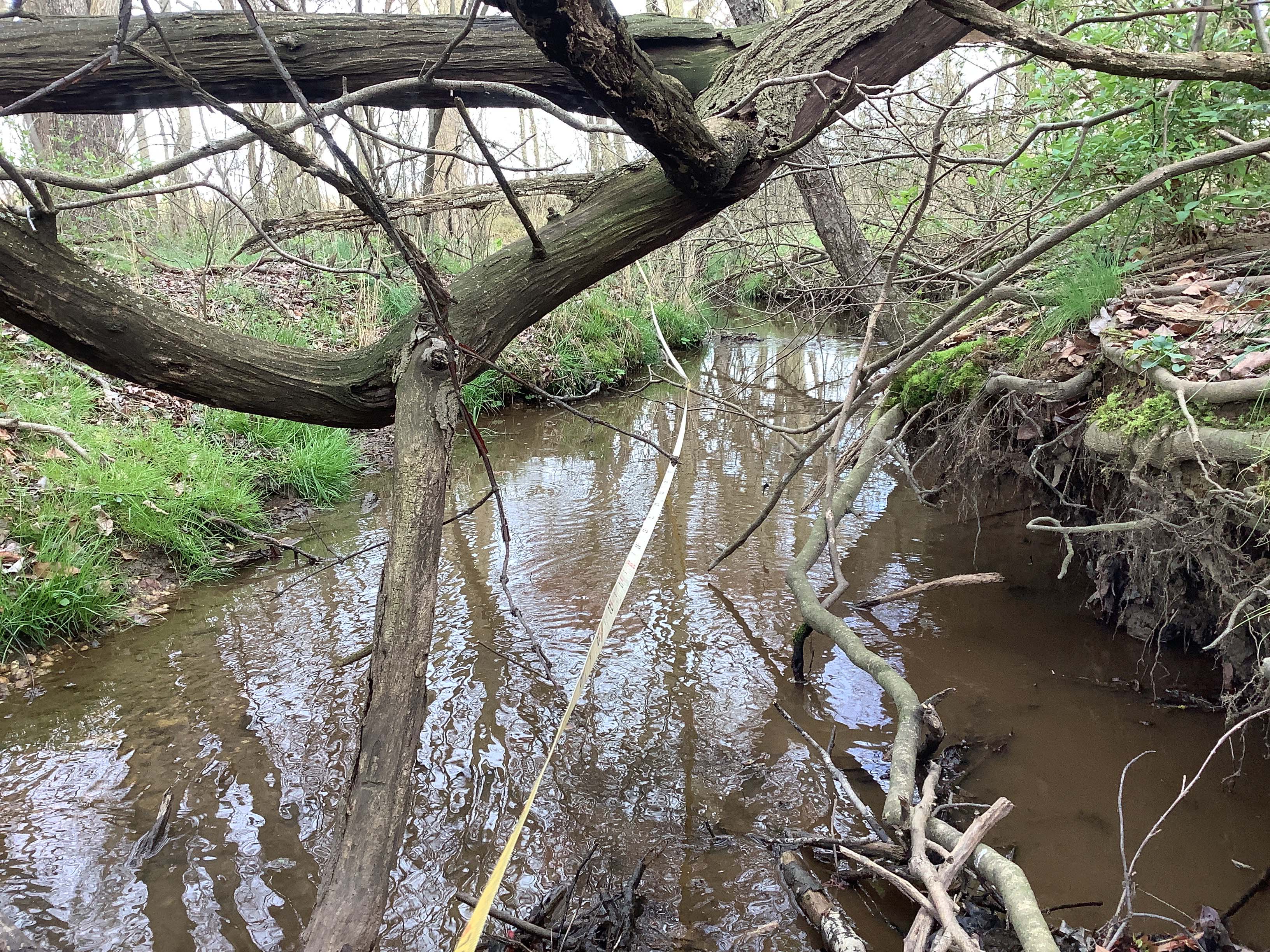 Field photo showing stream conditions at site LANG-120-R-2023-MidpointLookingDownstream