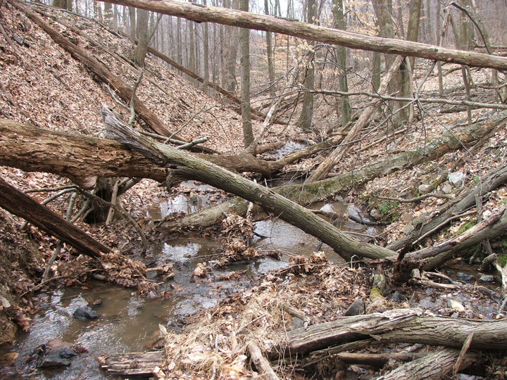 Field photo showing stream conditions at site LCON-106-B-2008-2