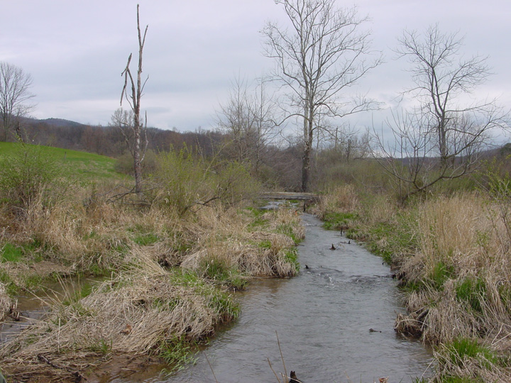 Field photo showing stream conditions at site LCON-201-R-2007-1