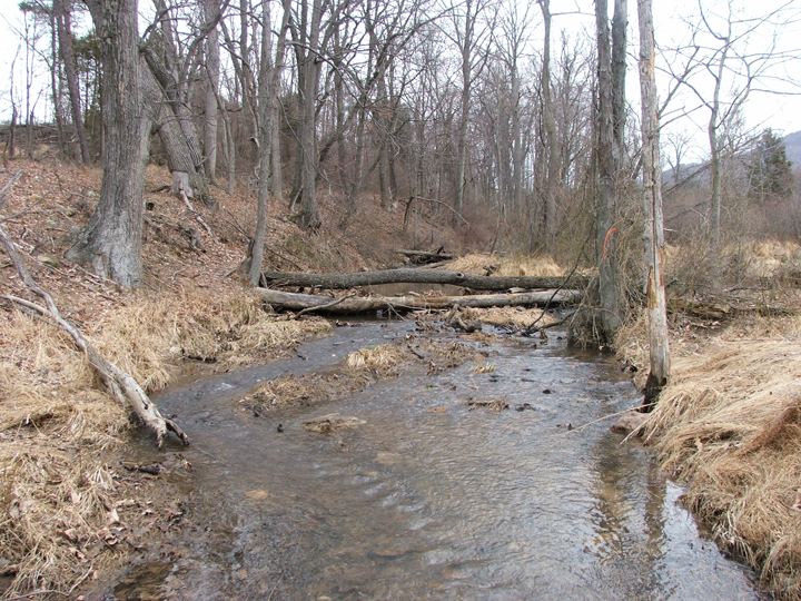Field photo showing stream conditions at site LCON-203-B-2008-1