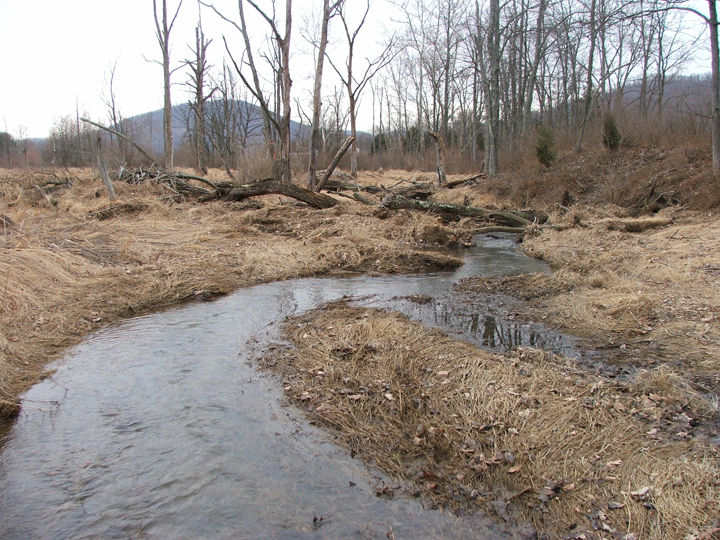 Field photo showing stream conditions at site LCON-203-B-2008-2