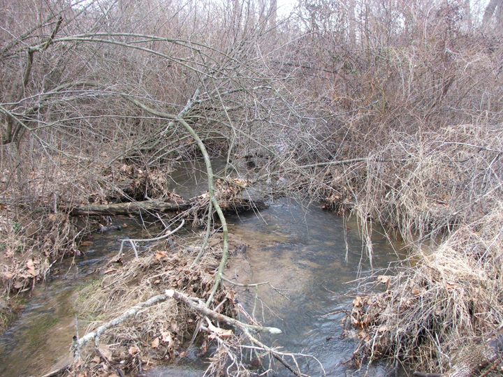 Field photo showing stream conditions at site LCON-207-B-2008-1