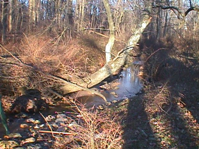 Field photo showing stream conditions at site LIBE-101-R-2000-02_11