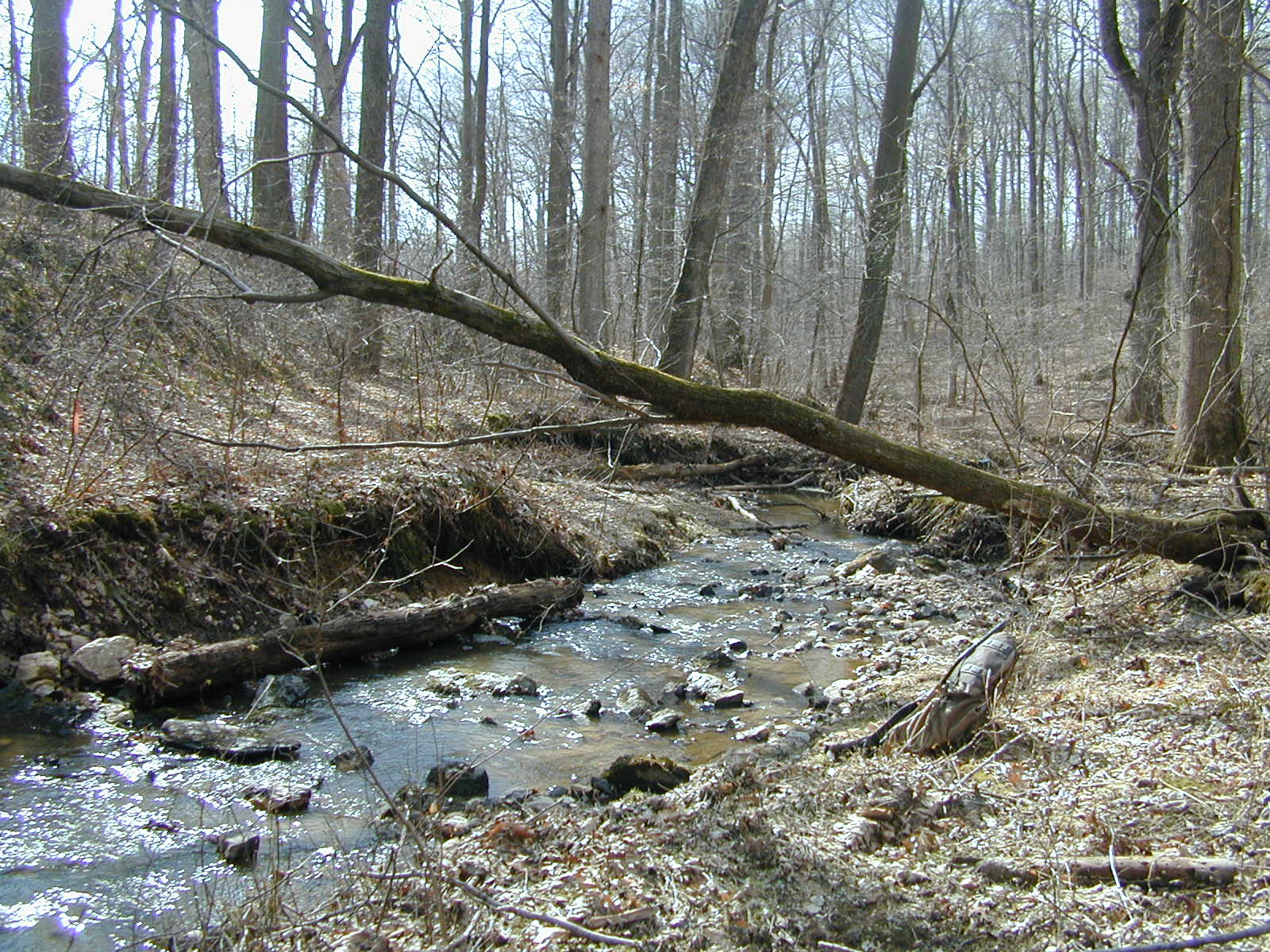Field photo showing stream conditions at site LIBE-102-S-2001-3
