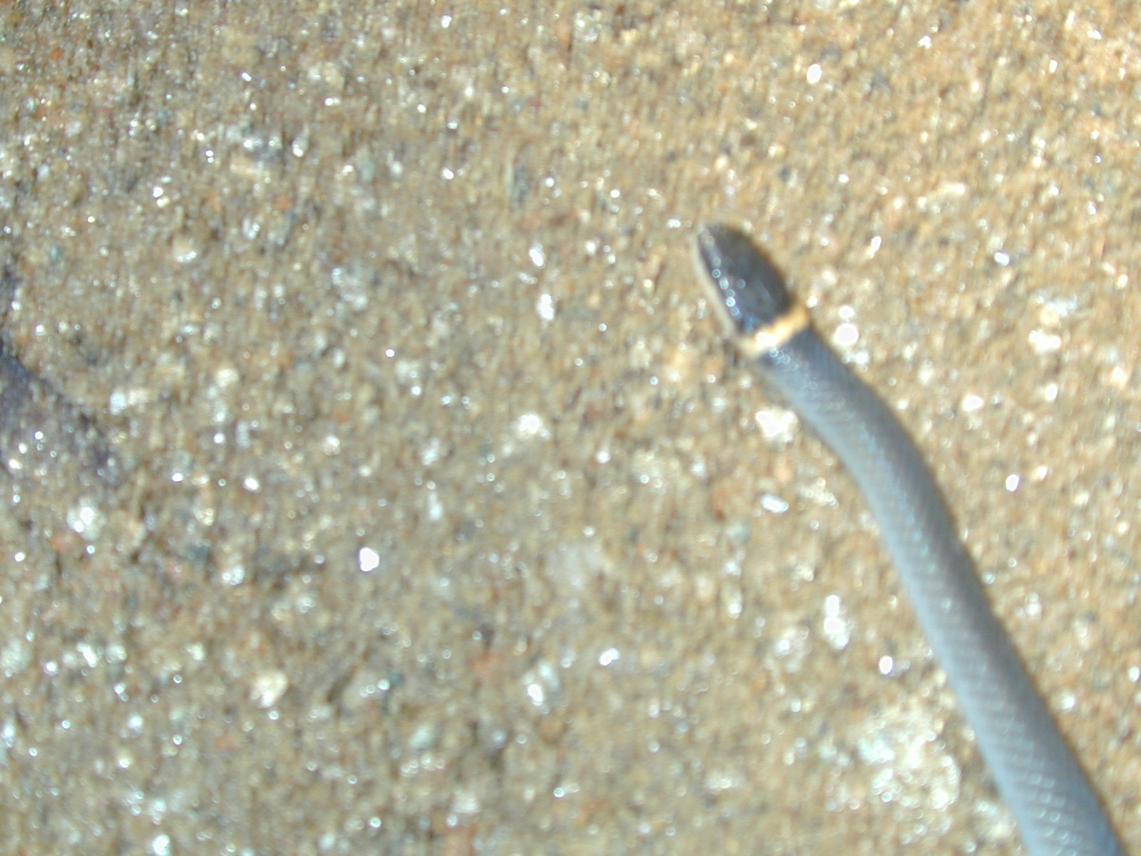 Field photo showing stream conditions at site LIBE-102-S-2003-870
