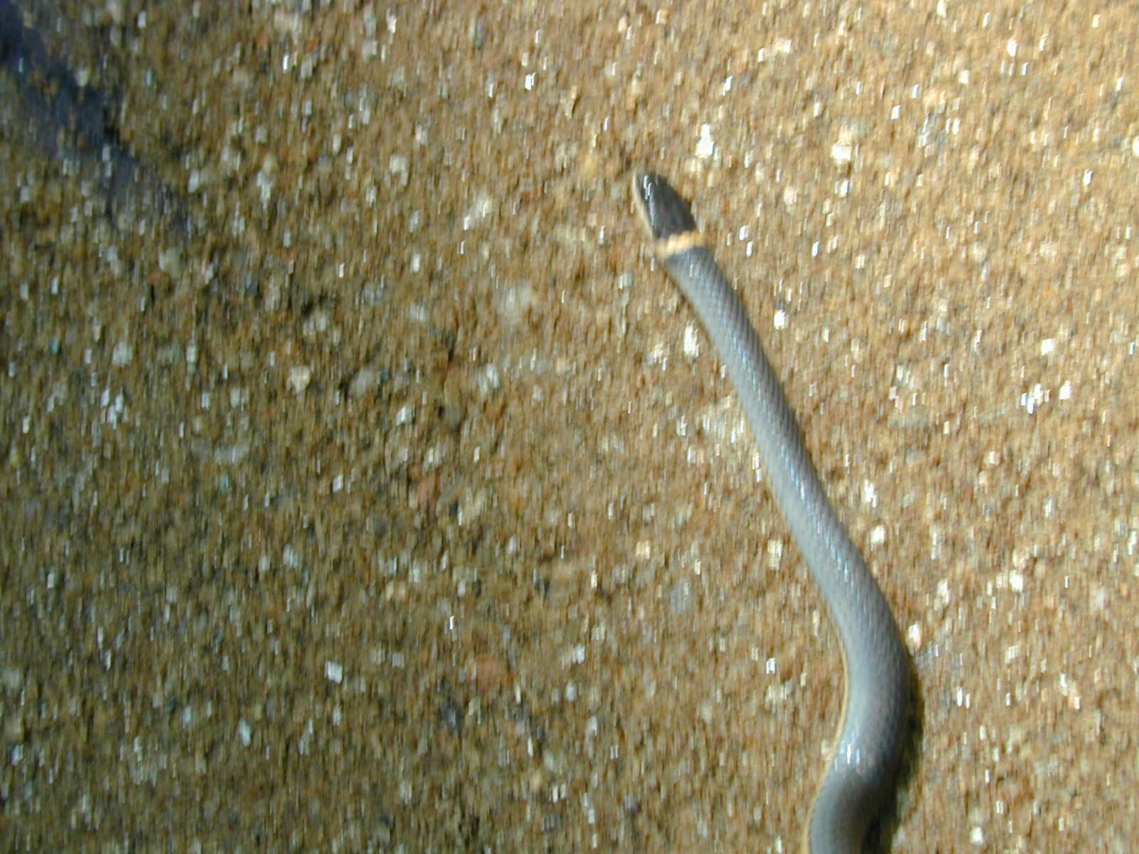 Field photo showing stream conditions at site LIBE-102-S-2003-871