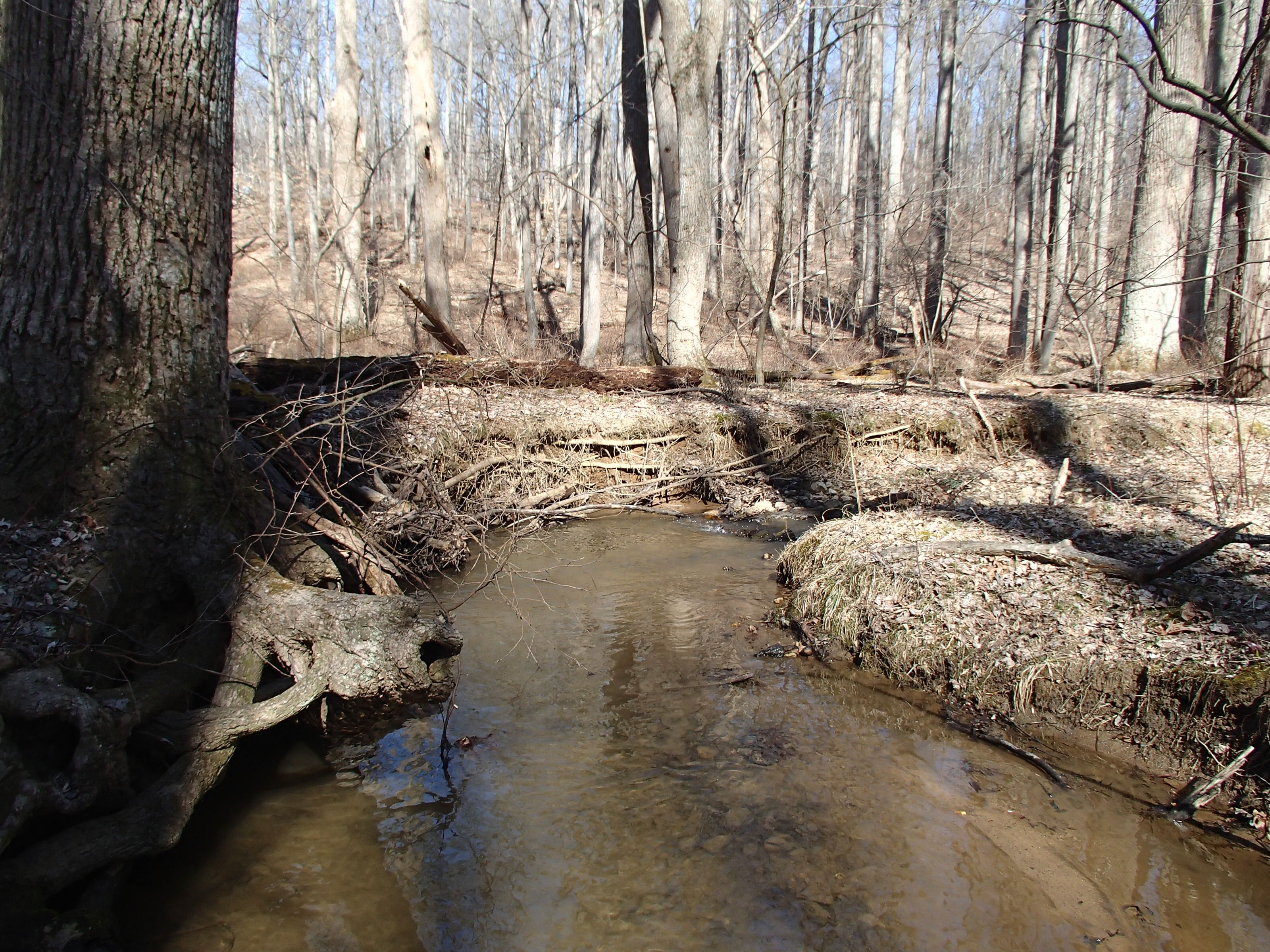 Field photo showing stream conditions at site LIBE-102-S-2015_Midpoint-looking-upstream