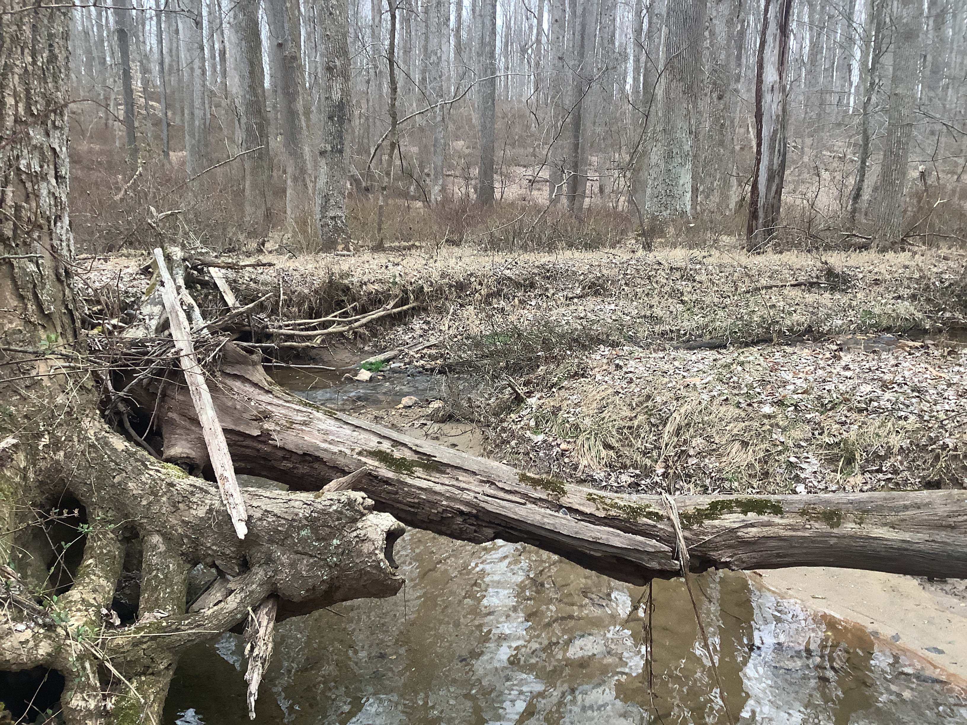 Field photo showing stream conditions at site LIBE-102-S-2023_Midpoint_facing_upstream