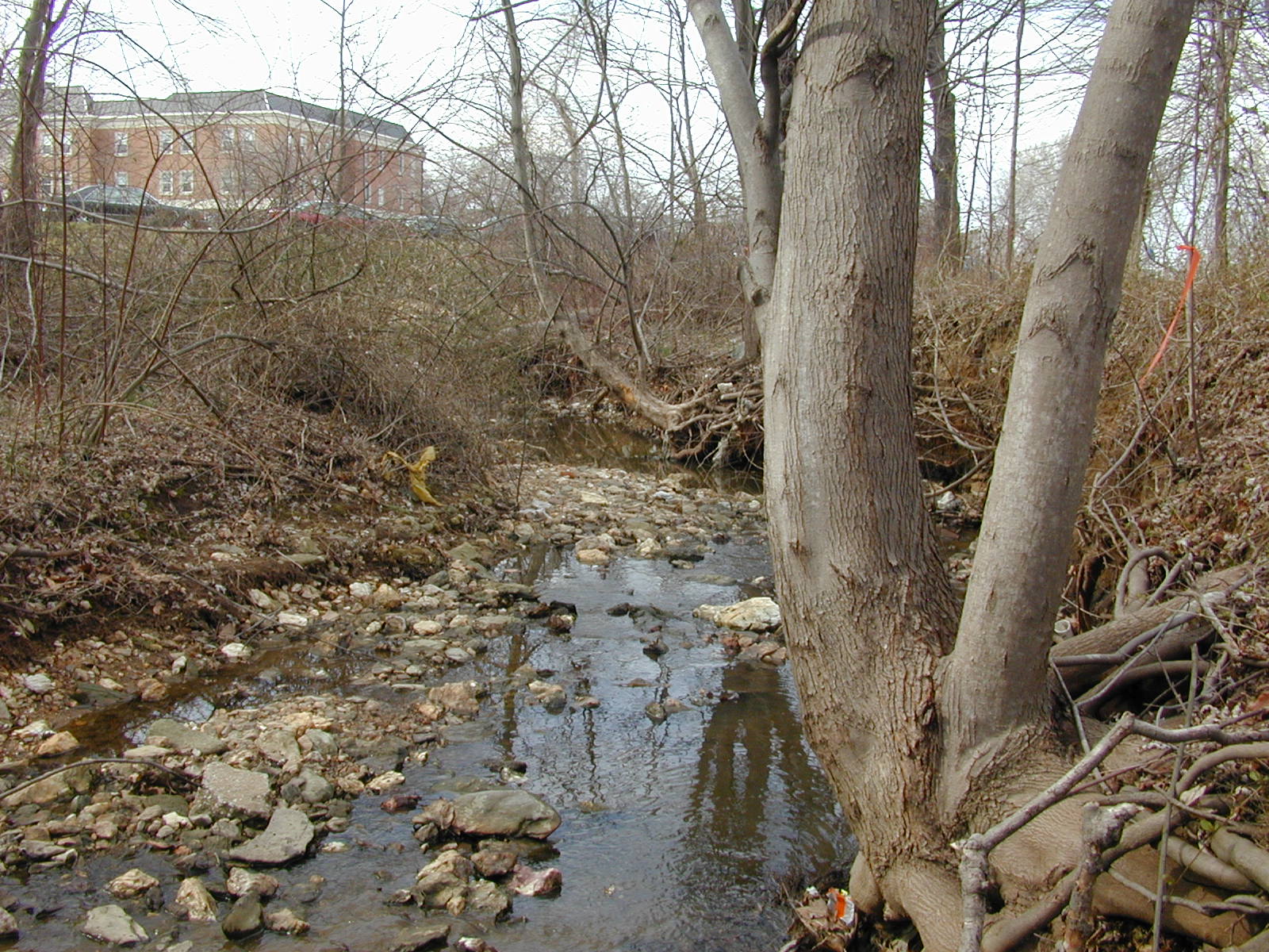 Field photo showing stream conditions at site LIBE-103-X-2002-2