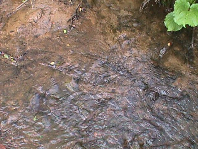 Field photo showing stream conditions at site LIBE-105-C-2000-16_02