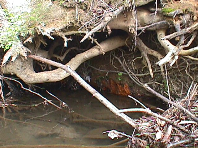 Field photo showing stream conditions at site LIBE-105-C-2000-16_05
