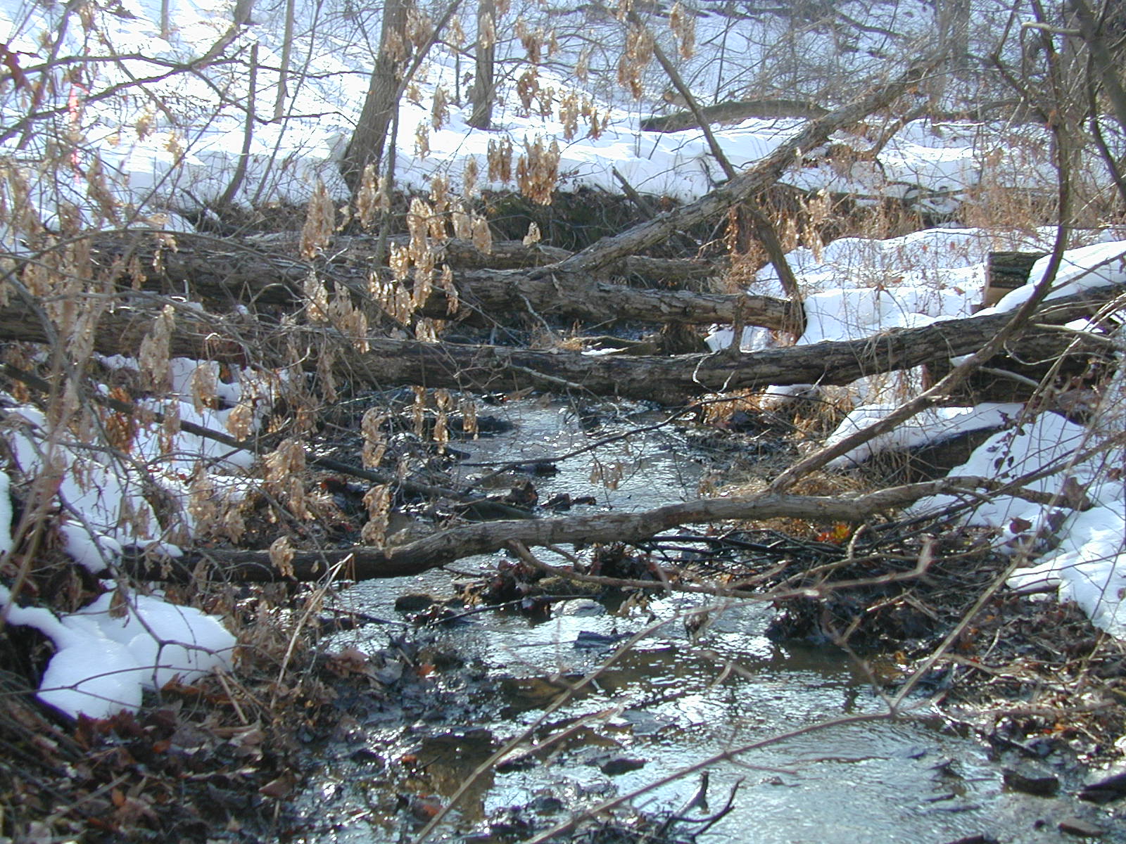 Field photo showing stream conditions at site LIBE-106-R-2003-631