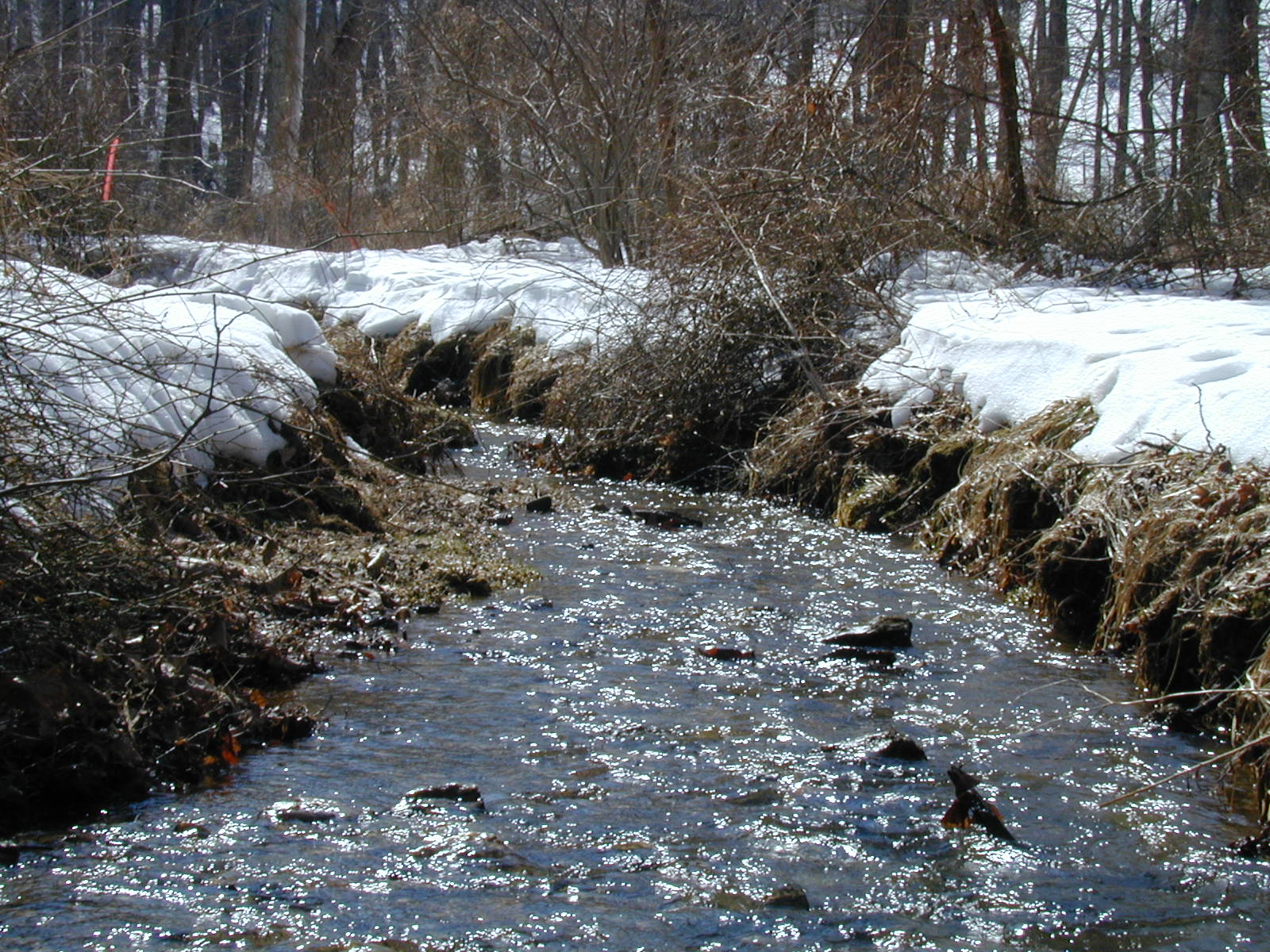 Field photo showing stream conditions at site LIBE-109-R-2003-634