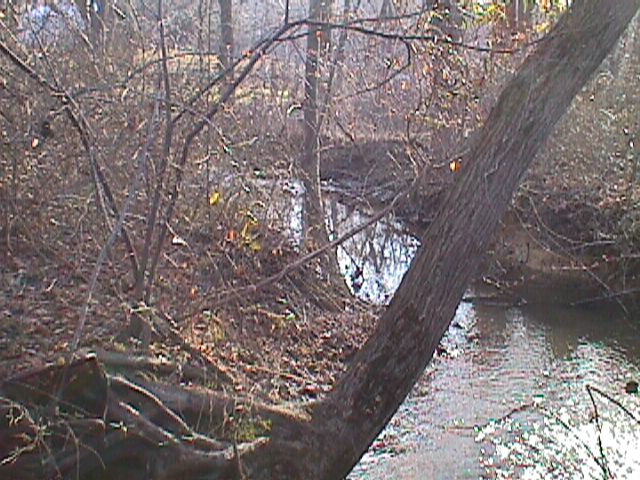 Field photo showing stream conditions at site LIBE-110-R-2000-03_10