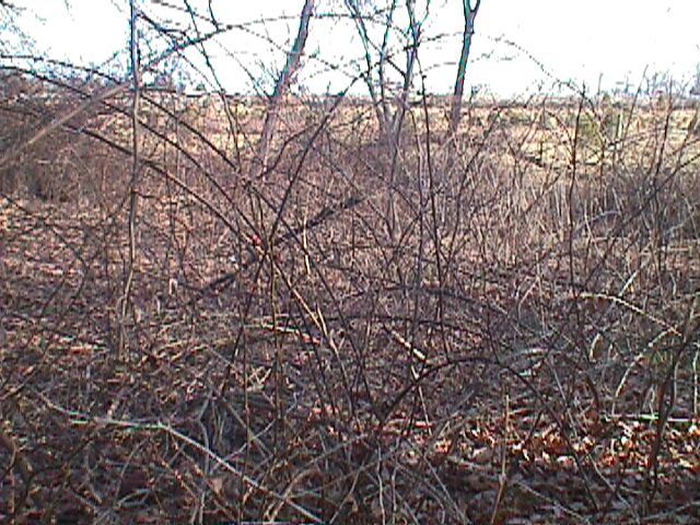 Field photo showing stream conditions at site LIBE-110-R-2000-03_11