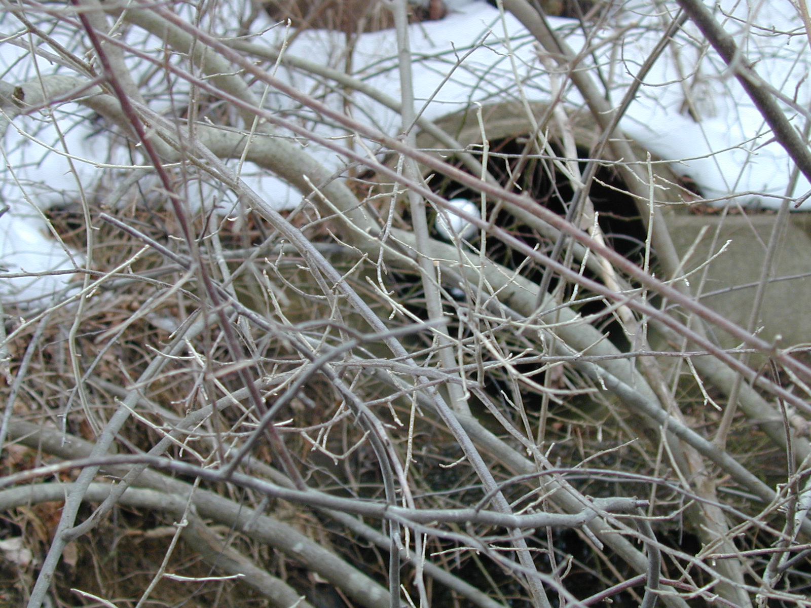 Field photo showing stream conditions at site LIBE-111-R-2003-637