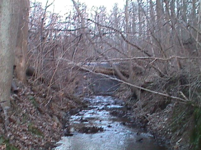 Field photo showing stream conditions at site LIBE-113-R-2000-01_13