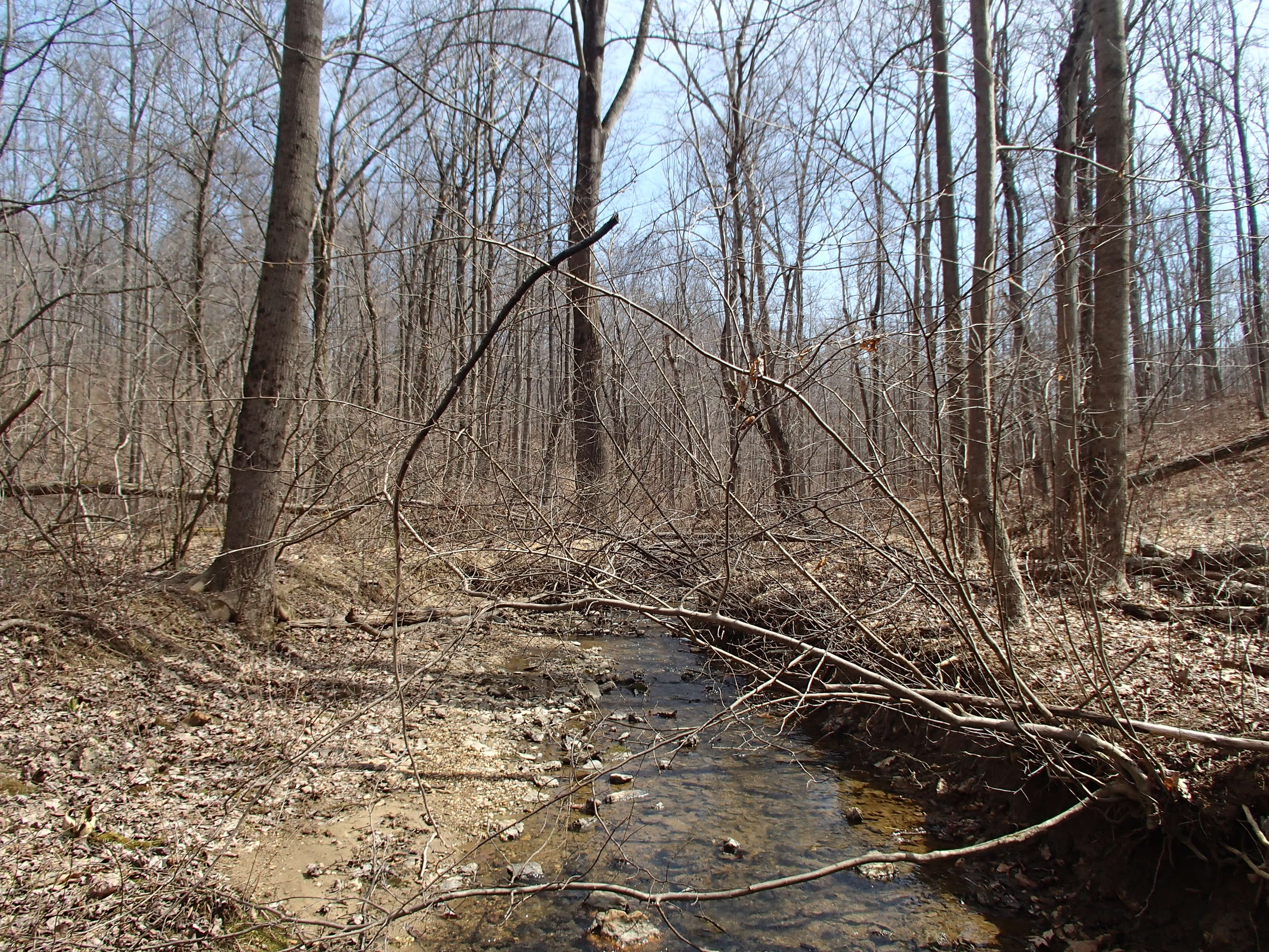 Field photo showing stream conditions at site LIBE-113-R-2015_Midpoint-looking-downstream