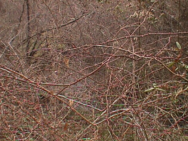 Field photo showing stream conditions at site LIBE-117-R-2000-1_11