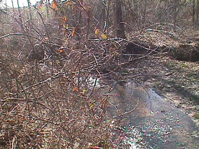 Field photo showing stream conditions at site LIBE-119-R-2000-02_03