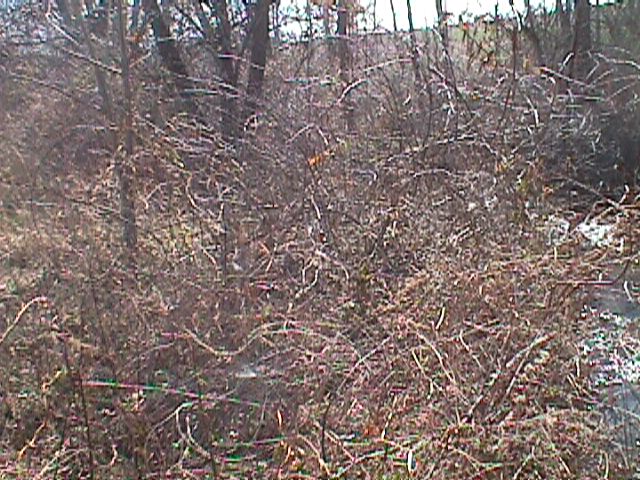 Field photo showing stream conditions at site LIBE-119-R-2000-02_05