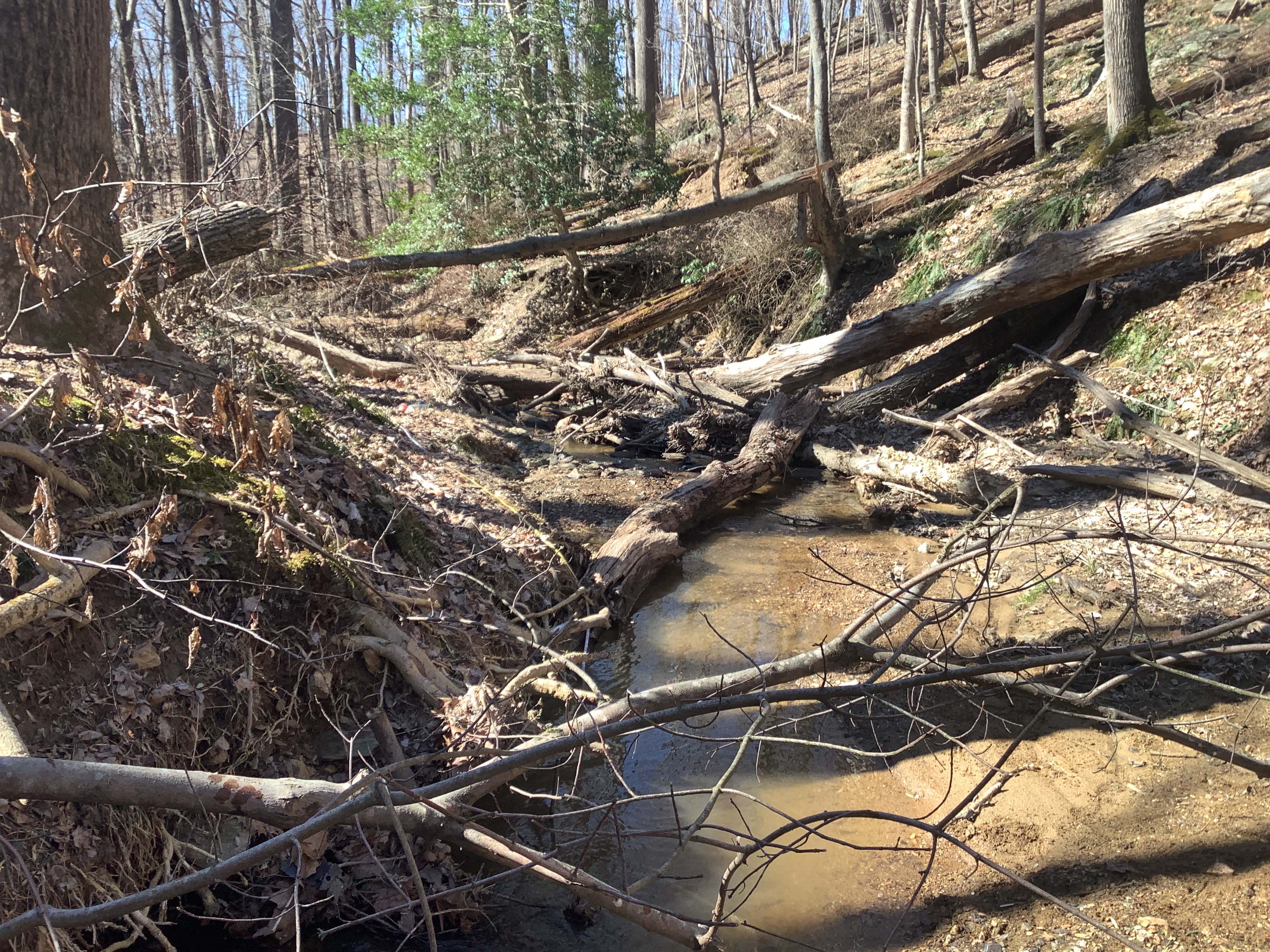 Field photo showing stream conditions at site LIBE-122-R-2023_Midpoint_facing_downstream