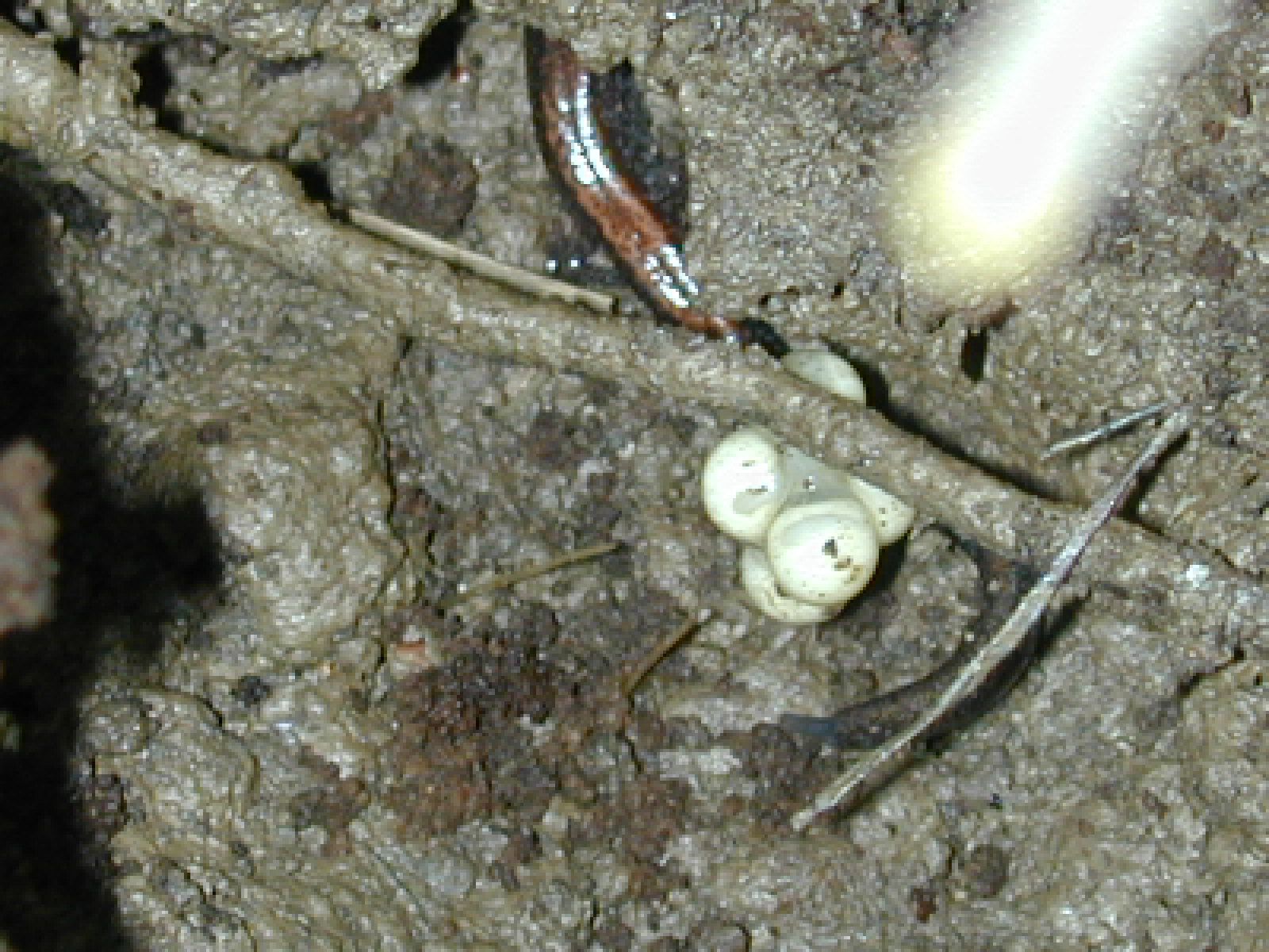Field photo showing stream conditions at site LIBE-124-R-2003-883