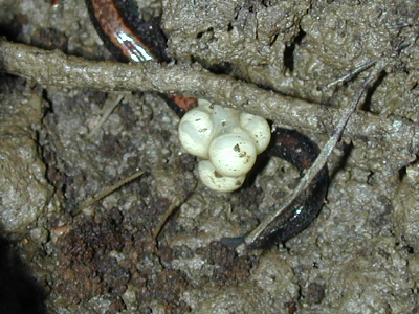 Field photo showing stream conditions at site LIBE-124-R-2003-884