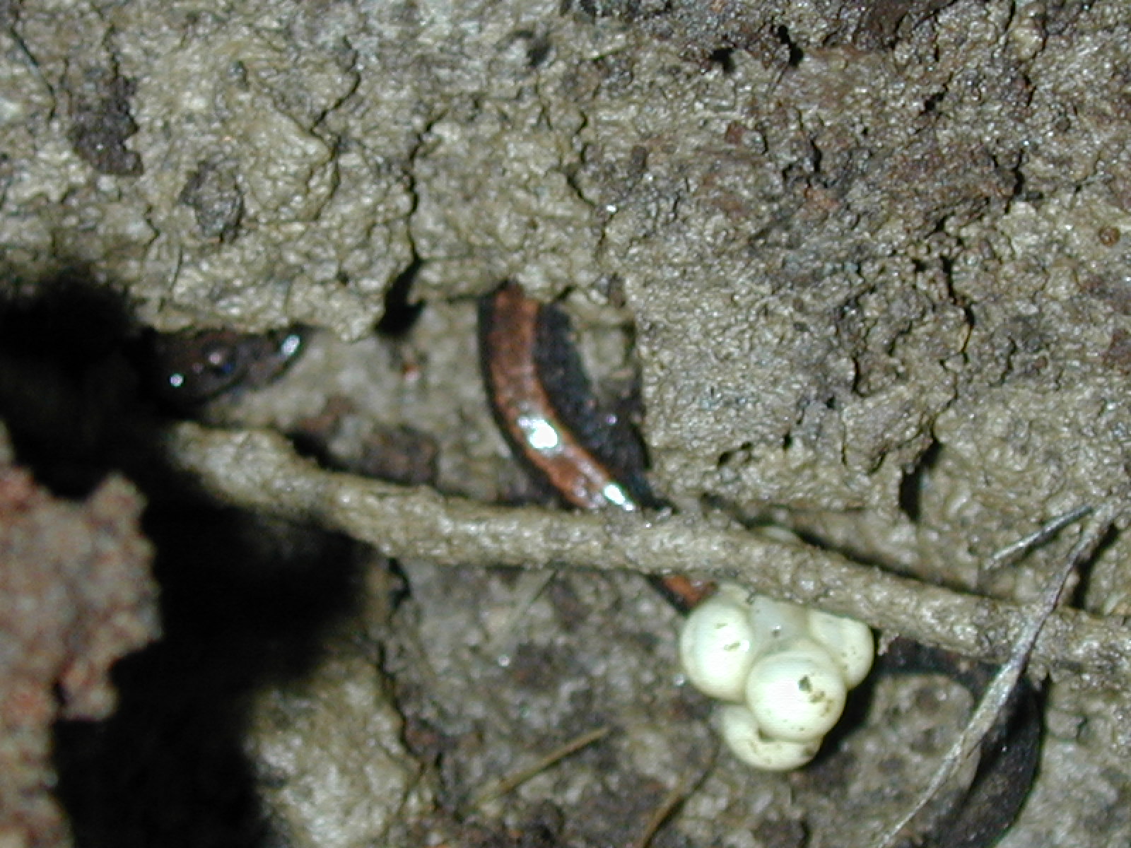Field photo showing stream conditions at site LIBE-124-R-2003-885