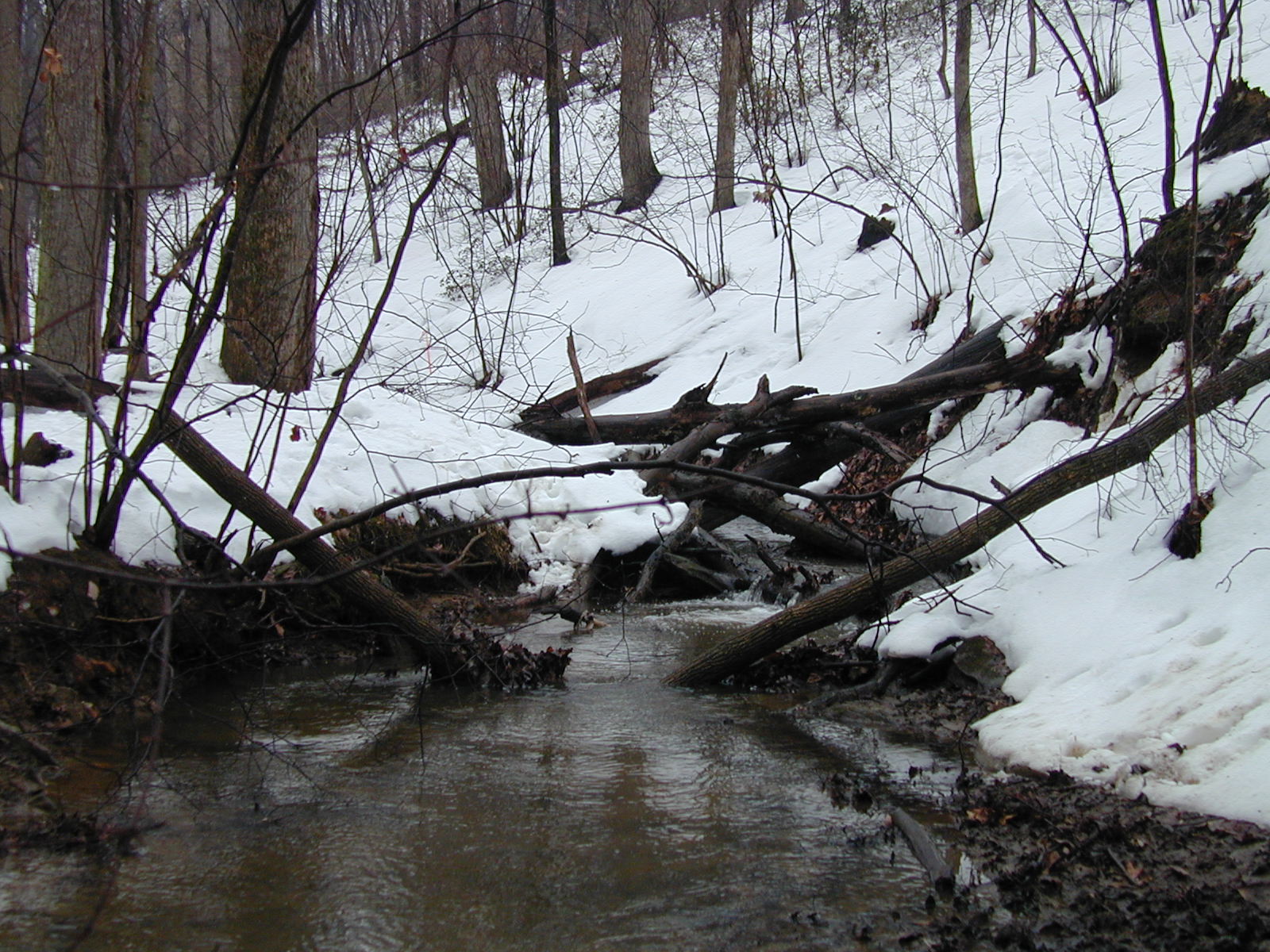 Field photo showing stream conditions at site LIBE-129-R-2003-643